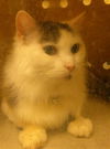 adoptable Cat in  named NIKKIE