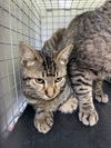 adoptable Cat in  named HORTON