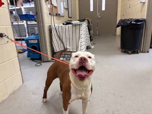adoptable Dog in Sanford, FL named THE ATOM