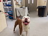 adoptable Dog in  named THE ATOM