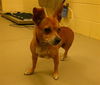 adoptable Dog in  named BATGIRL