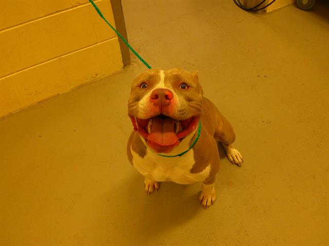 adoptable Dog in Sanford, FL named BELLA
