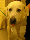 adoptable Dog in  named EMMA FROST