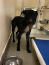 adoptable Dog in  named BLACK WIDOW