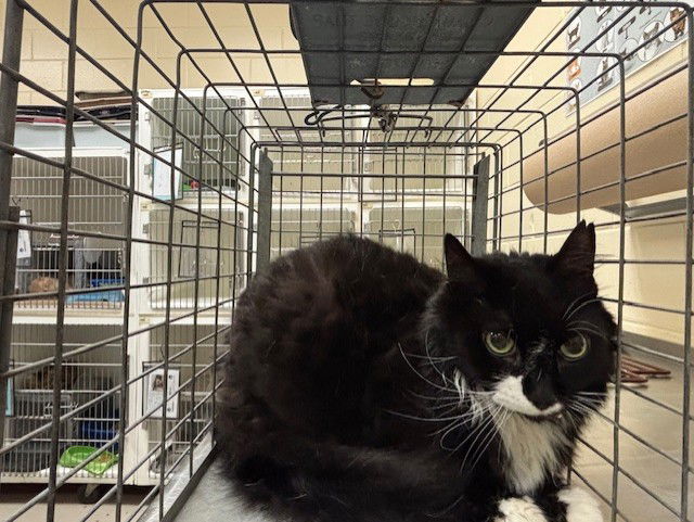 adoptable Cat in Sanford, FL named KATNESS