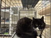 adoptable Cat in  named KATNESS