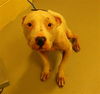 adoptable Dog in  named GHOST