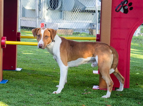 picture of the dog needing adoption
