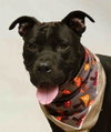 BUSTER - Photo 1