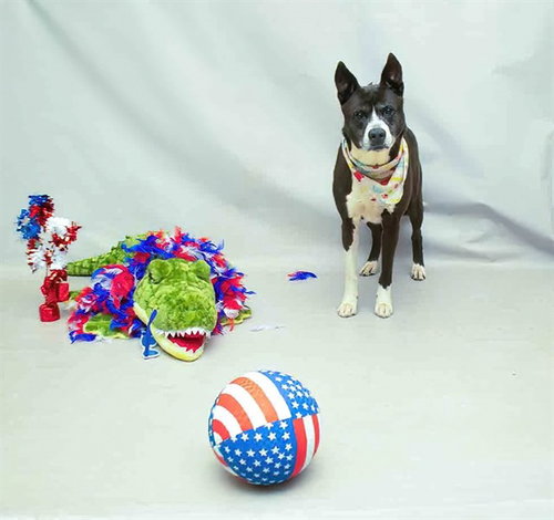 TERRY - Siberian Husky available for adoption