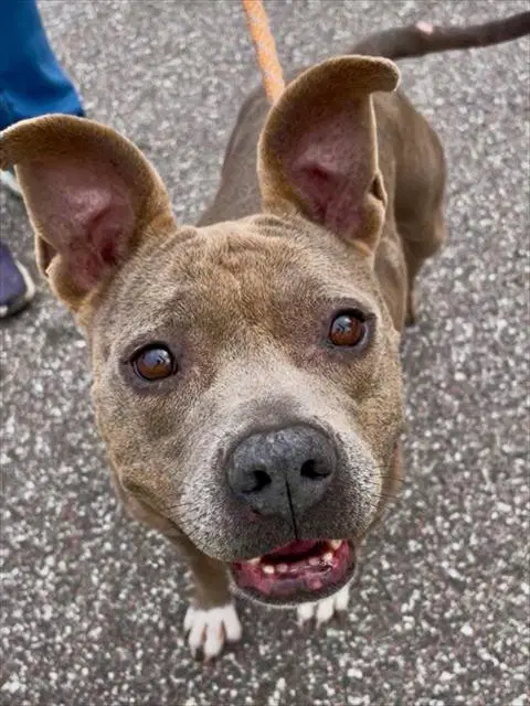 Blue - Staffordshire Bull Terrier
