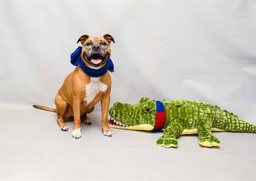picture of the dog needing adoption