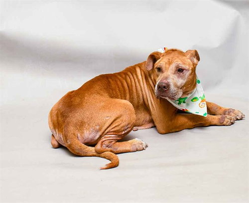 picture of the dog needing adoption