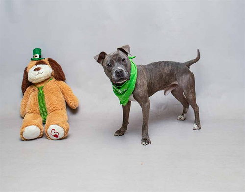 picture of the dog needing adoption