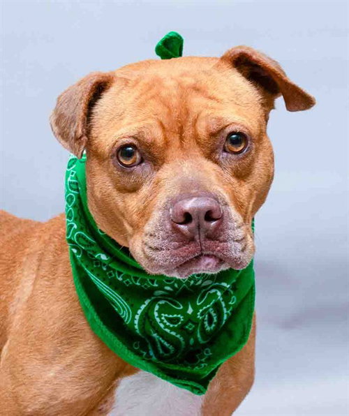 VICKI, an adoptable Boxer in Sanford, FL