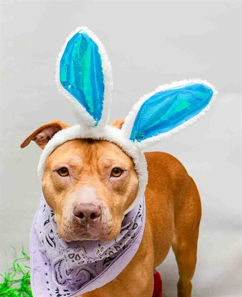 CLOVER, an adoptable Terrier in Sanford, FL