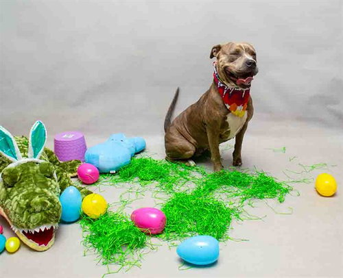 CAPPUCCINO, an adoptable Terrier in Sanford, FL