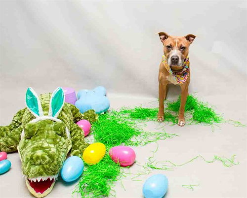 DAISY, an adoptable Terrier in Sanford, FL