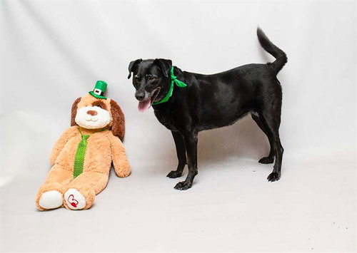 COCO, an adoptable Labrador Retriever in Sanford, FL