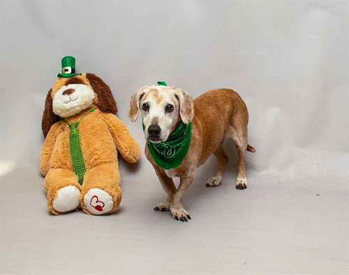 SOPHIE, an adoptable Dachshund in Sanford, FL