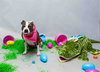 ROXY - Photo 1