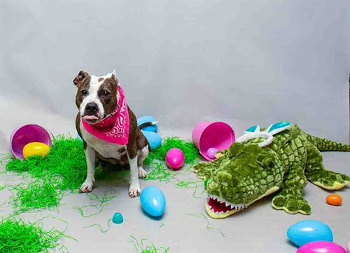 ROXY, an adoptable Staffordshire Bull Terrier in Sanford, FL
