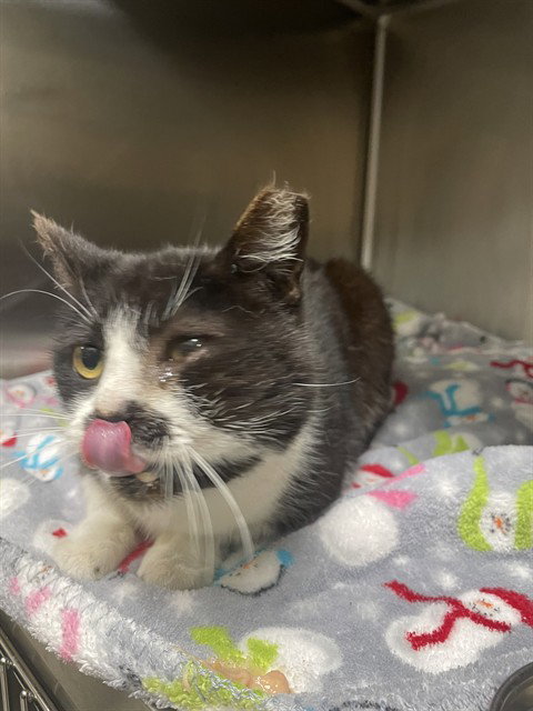 BLUEBERRY, an adoptable Domestic Short Hair in Sanford, FL