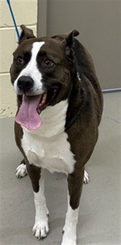 KIKI, an adoptable Terrier in Sanford, FL