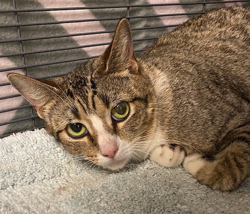 LANI, an adoptable Domestic Short Hair in Sanford, FL