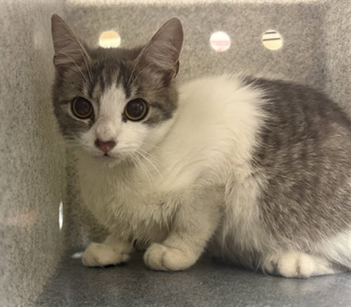 WORKING CAT, an adoptable Domestic Short Hair in Sanford, FL