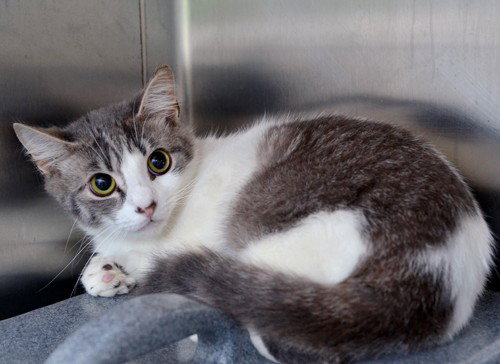 WORKING CAT, Adult Domestic Short Hair (medium coat), cat for adoption in Port Orange, Florida
