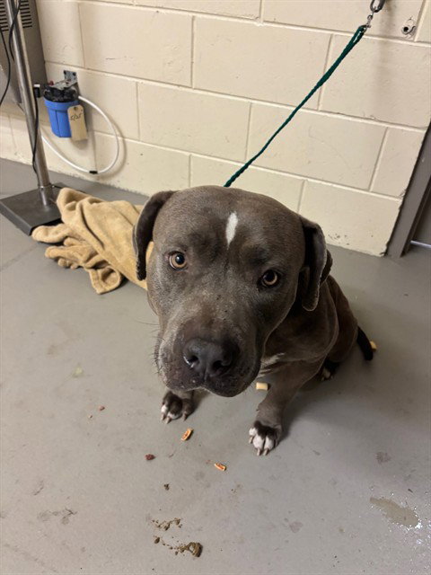 CADBURY, an adoptable Terrier in Sanford, FL