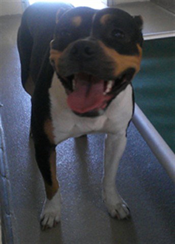 REE, an adoptable Terrier in Sanford, FL