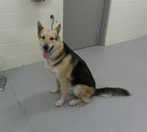 REX, an adoptable German Shepherd Dog in Sanford, FL