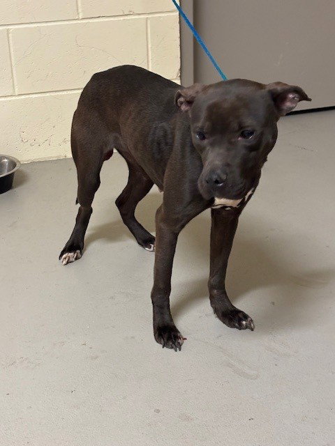 DUCHESS, an adoptable Terrier in Sanford, FL