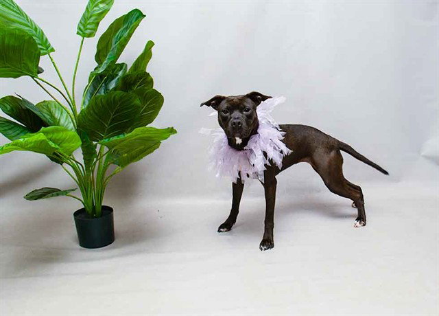 DUCHESS