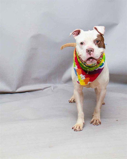 ICE, an adoptable Terrier in Sanford, FL