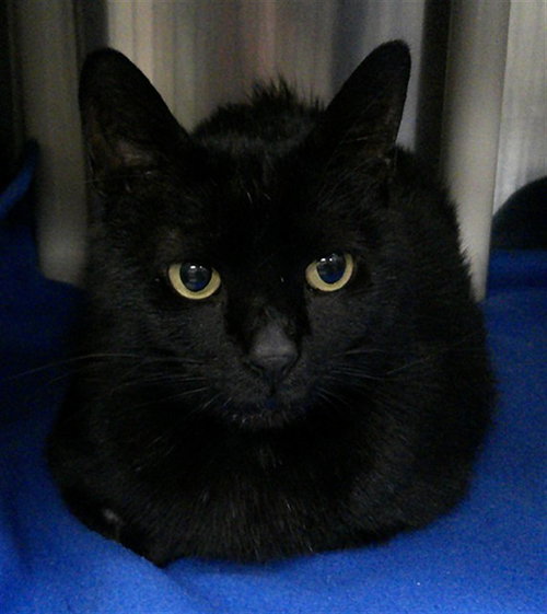 MIDNIGHT, Adult Domestic Short Hair (medium coat), cat for adoption in Port Orange, Florida