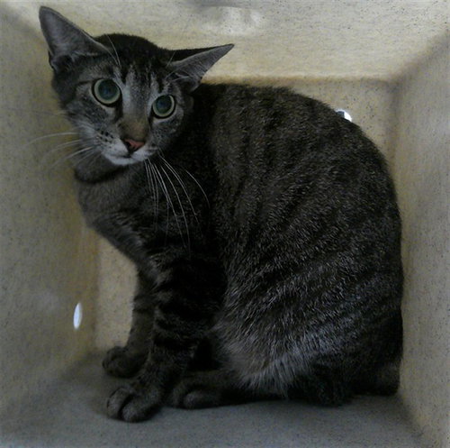 picture of the cat needing adoption