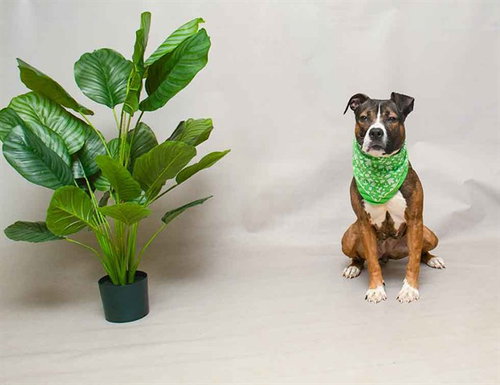 MATCHA, an adoptable Terrier in Sanford, FL