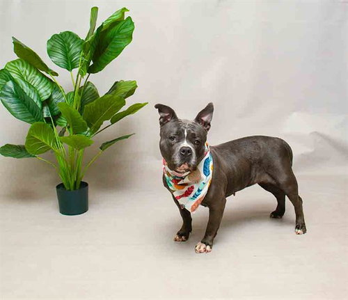 XENA, an adoptable Terrier in Sanford, FL