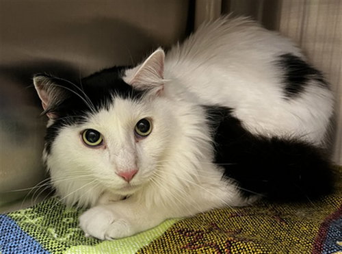 OREO, Adult Domestic Long Hair (medium coat), cat for adoption in Port Orange, Florida