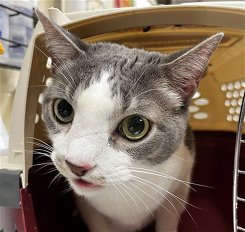 RA, Senior Domestic Short Hair (medium coat), cat for adoption in St. Cloud, Florida