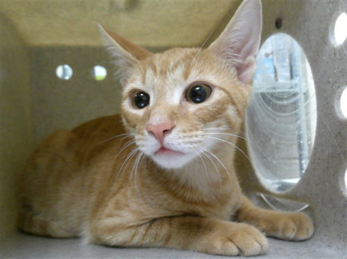 APOLLO, Young Domestic Short Hair (medium coat), cat for adoption in St. Cloud, Florida