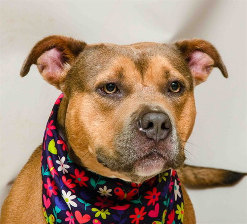 NALA, an adoptable Terrier in Sanford, FL