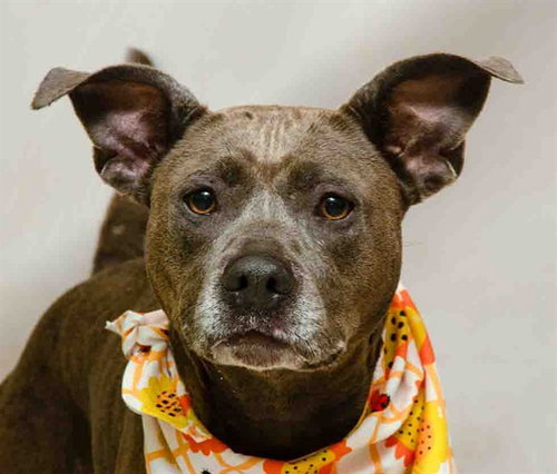 HARLEY, an adoptable Terrier in Sanford, FL