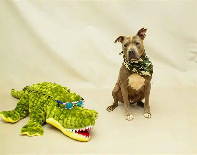 Sarg - Terrier