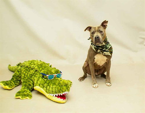 SARG, an adoptable Terrier in Sanford, FL