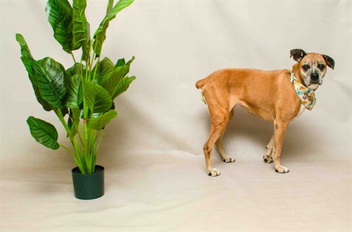 CHLOE, an adoptable Boxer in Sanford, FL