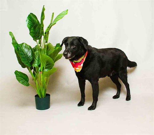 BUDDY, an adoptable Labrador Retriever in Sanford, FL